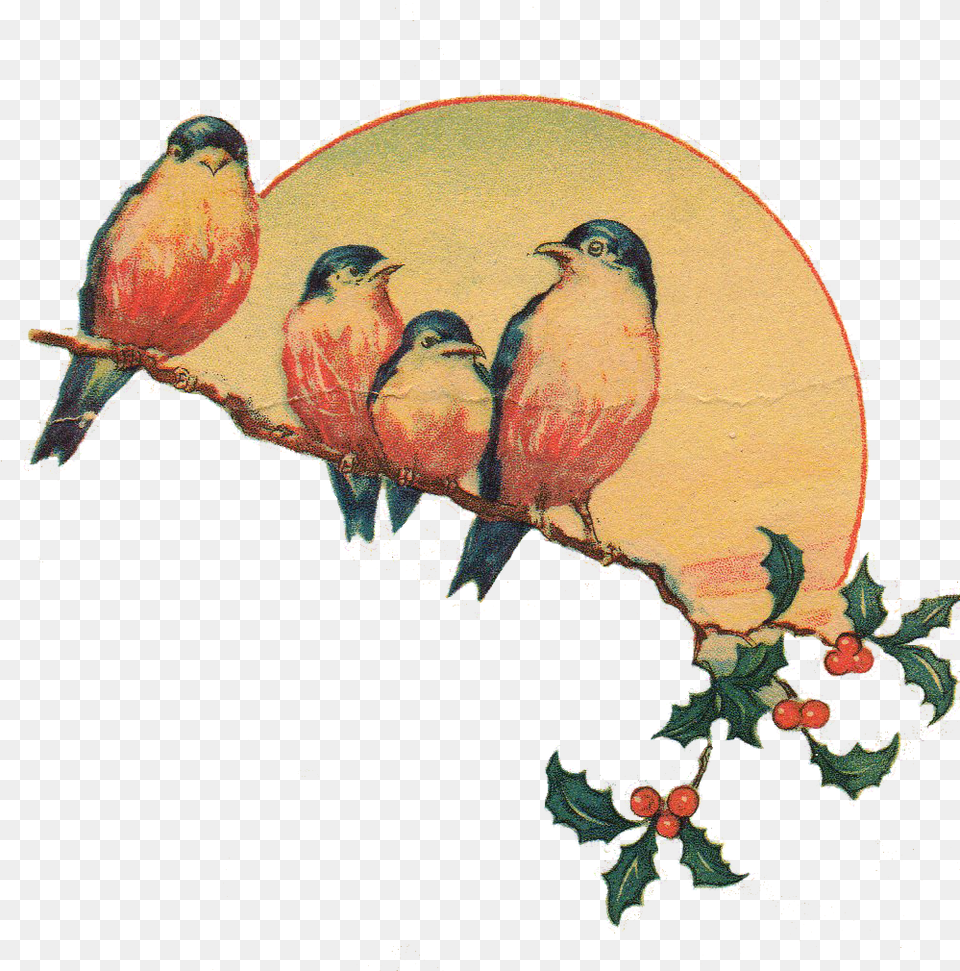 Vintage Love Birds Birdspng, Animal, Bird, Finch, Art Free Transparent Png