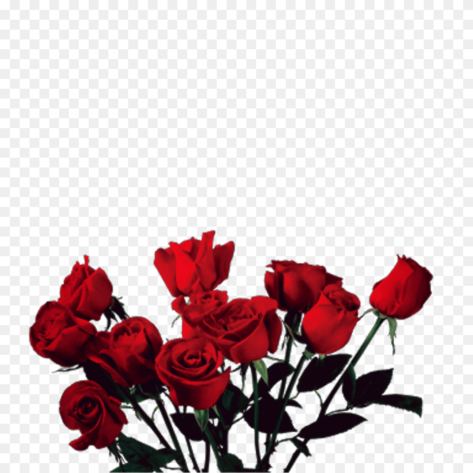 Vintage Love Tumblr Tumblrgirl Rosas Flowers Red Roses Roses Transparent, Flower, Flower Arrangement, Flower Bouquet, Plant Png