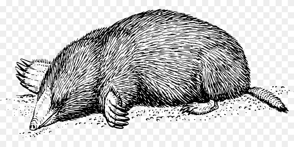 Vintage Mole Drawing, Animal, Bear, Mammal, Wildlife Png