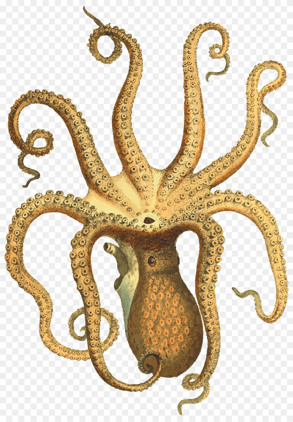 Vintage Octopus Clipart, Animal, Sea Life, Invertebrate, Reptile Png