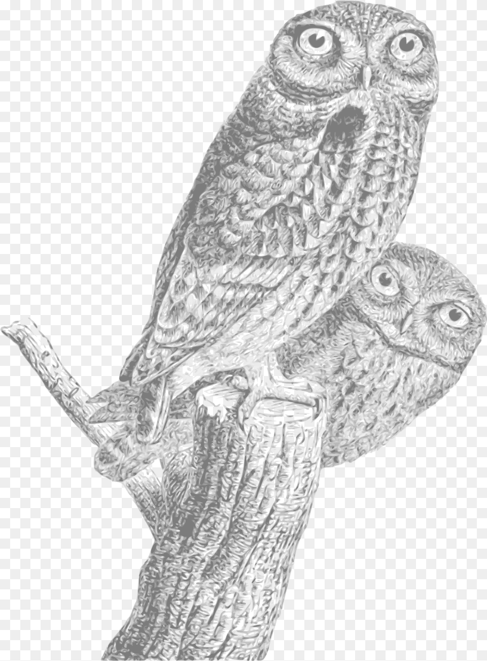 Vintage Owl Sketch Regular Expression O Reilly Book, Person Free Transparent Png
