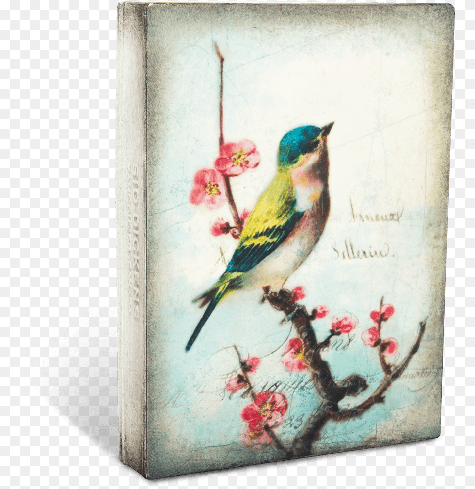 Vintage Pajaros Fondo Download Best Painting Of Birds, Animal, Bird, Finch, Art Png Image
