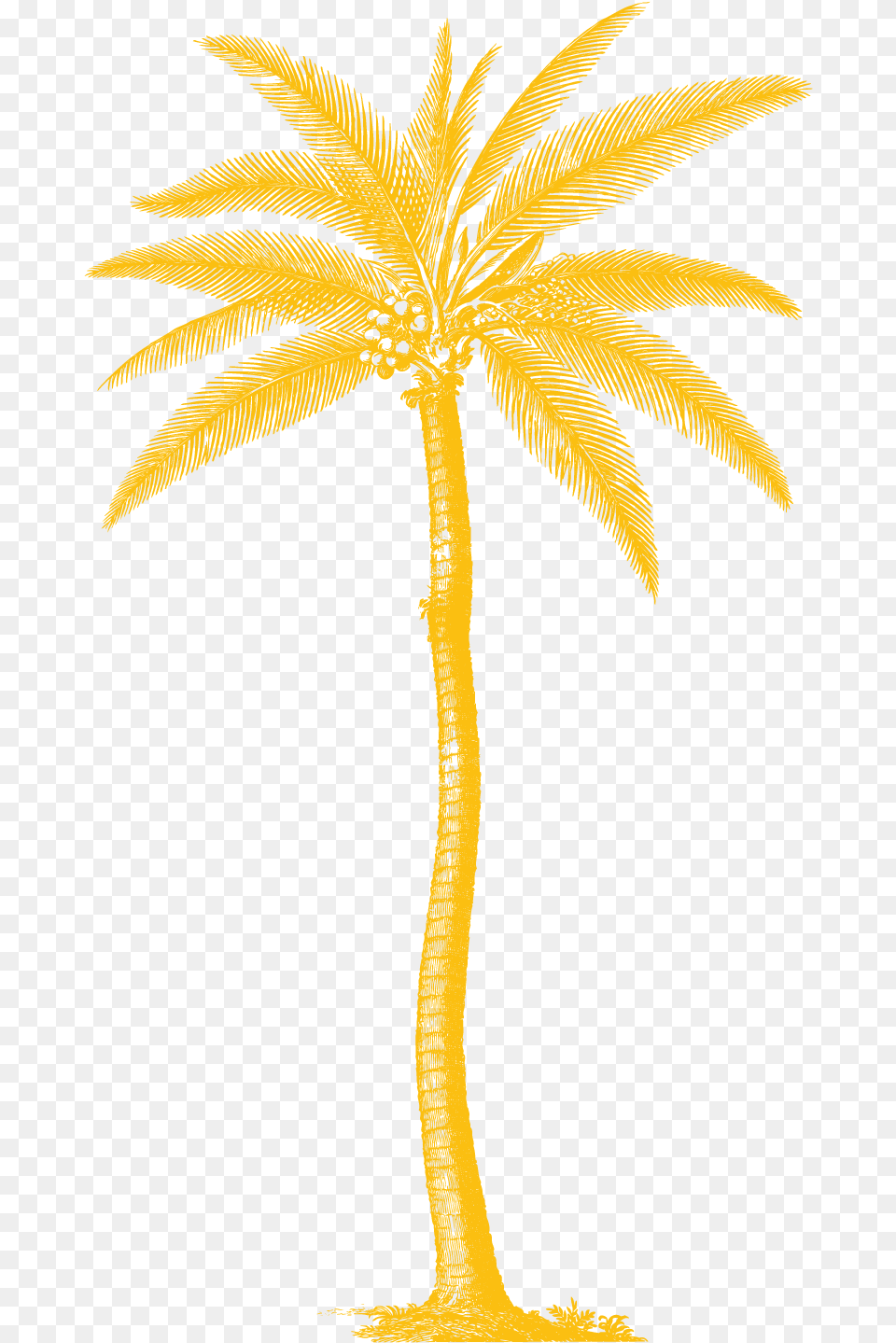 Vintage Palm Tree Ad, Palm Tree, Plant Free Transparent Png