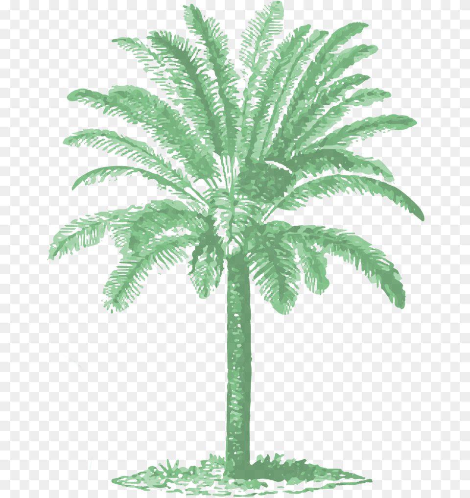 Vintage Palm Tree Illustrations, Fern, Palm Tree, Plant, Vegetation Free Png
