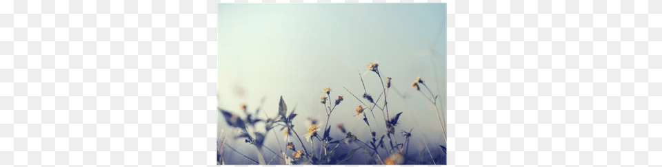 Vintage Photo Of Nature Background With Wild Flowers Flower, Weather, Sprout, Plant, Outdoors Free Png