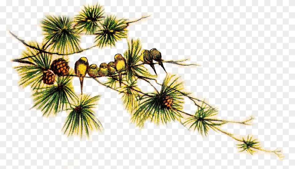 Vintage Pine Cone Clip Art Birds, Tree, Plant, Larch, Conifer Free Png