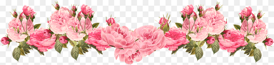 Vintage Pink Free Rose Flower Bottom Border, Plant, Petal, Flower Bouquet, Flower Arrangement Png