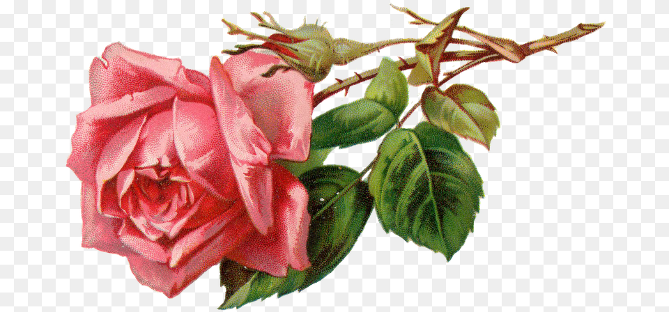 Vintage Pink Rose, Flower, Plant, Leaf Free Png