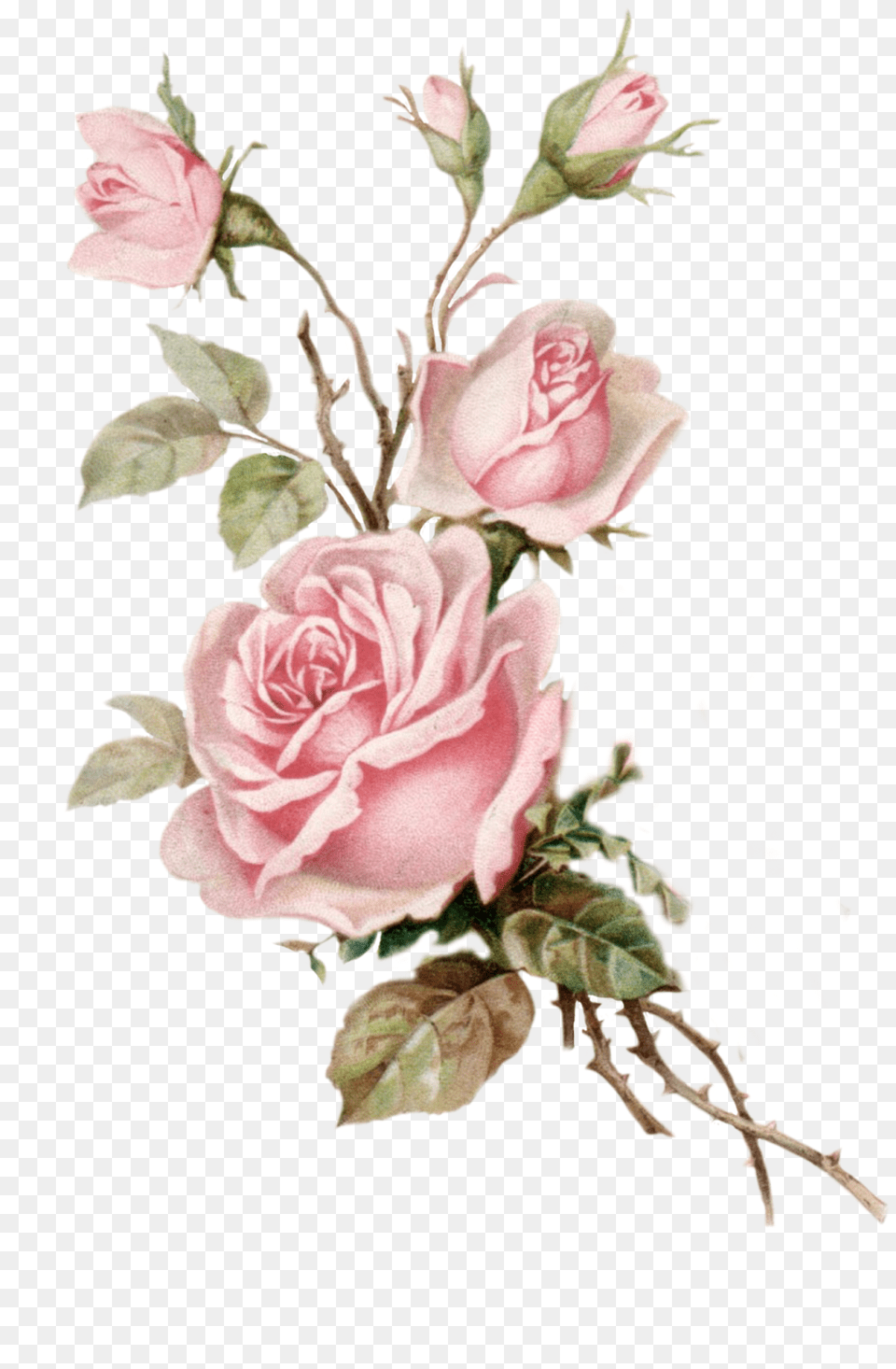 Vintage Pink Roses, Art, Plant, Graphics, Flower Bouquet Png