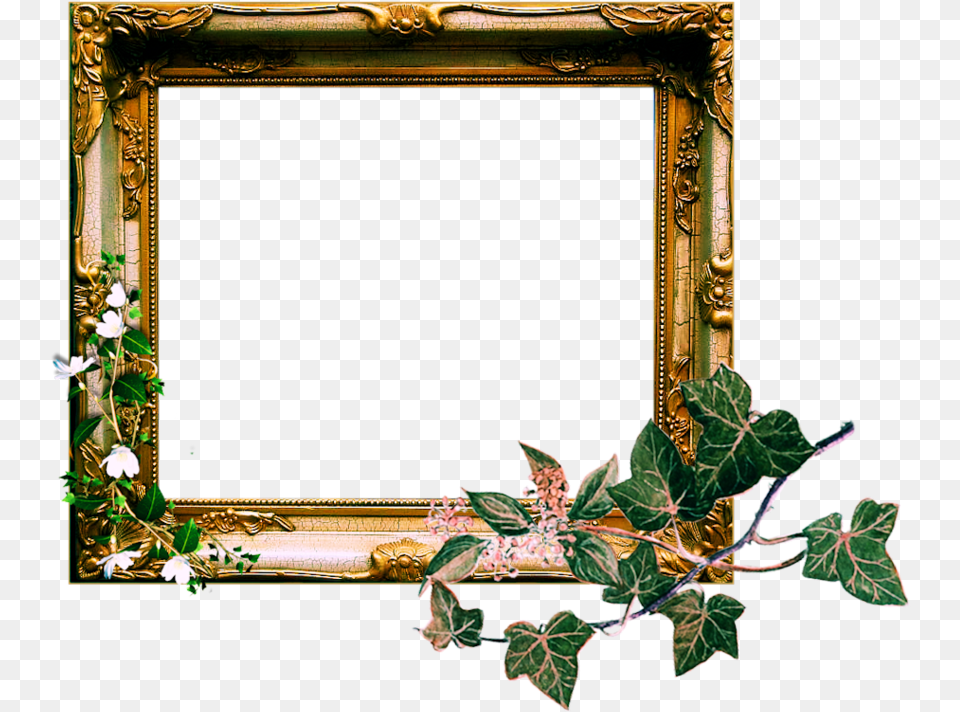 Vintage Pirate Frame, Ivy, Plant Free Png Download