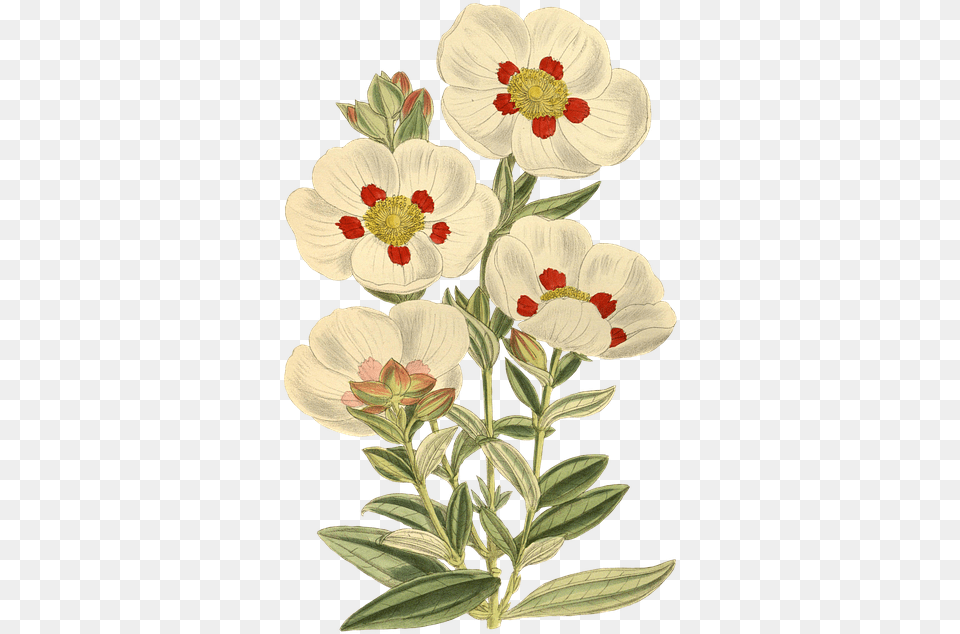 Vintage Plant Sticker, Anemone, Art, Floral Design, Flower Free Transparent Png
