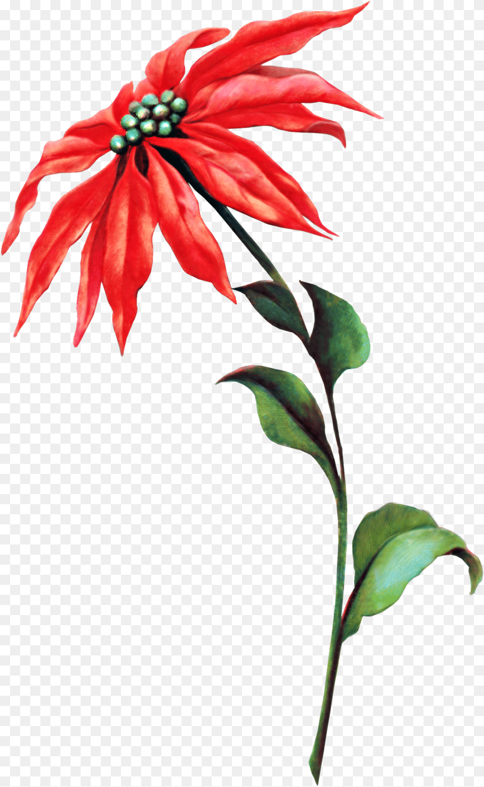 Vintage Poinsettia Graphic, Flower, Leaf, Petal, Plant Free Png Download