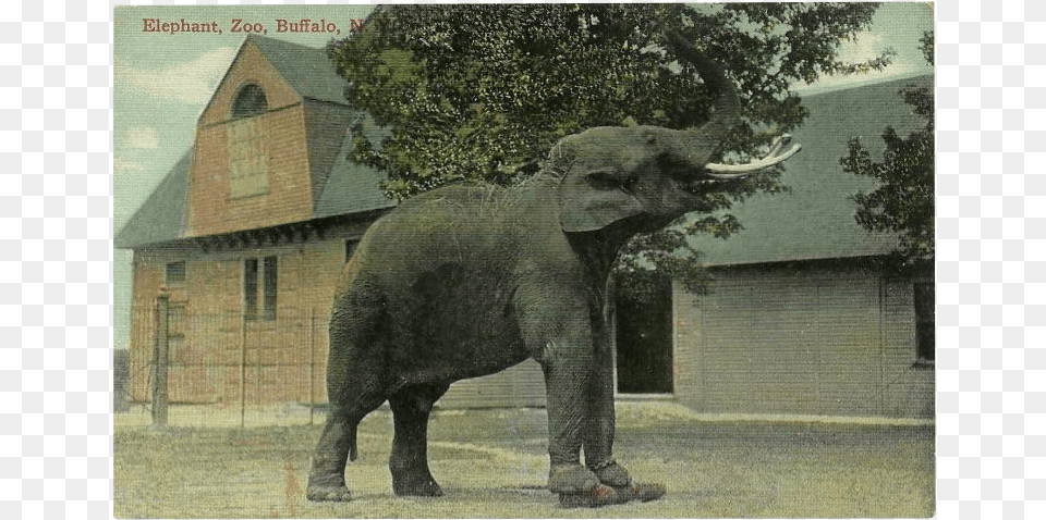 Vintage Postcard Of Elephant At The Buffalo N Buffalo, Animal, Zoo, Mammal, Wildlife Png Image