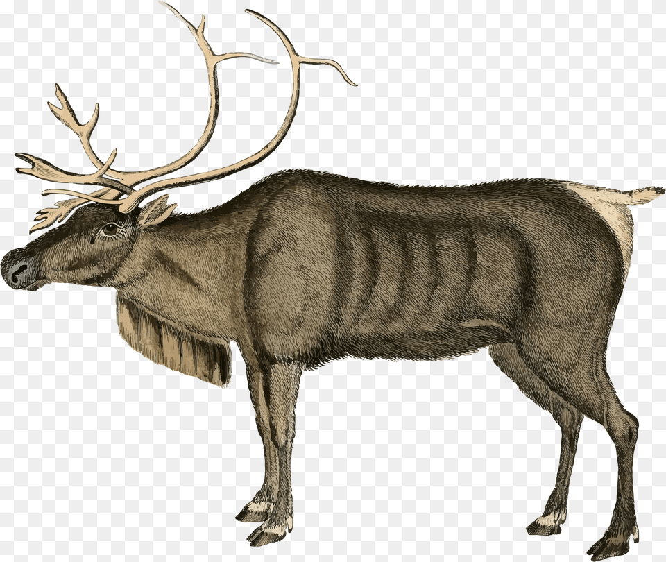 Vintage Reindeer Clip Arts Reindeer, Animal, Deer, Elk, Mammal Png
