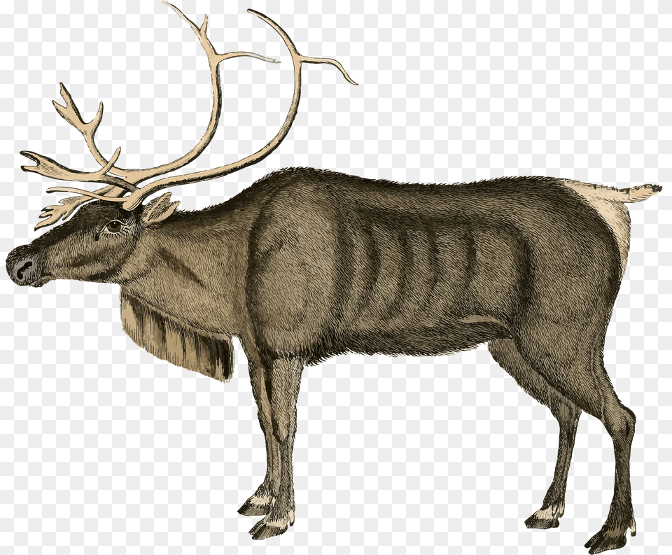 Vintage Reindeer Clipart, Animal, Deer, Elk, Mammal Free Png Download
