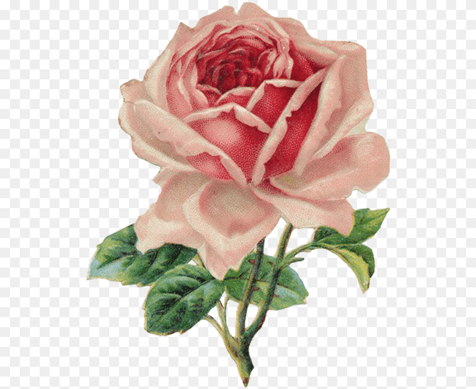 Vintage Rose, Flower, Plant, Dahlia Free Png