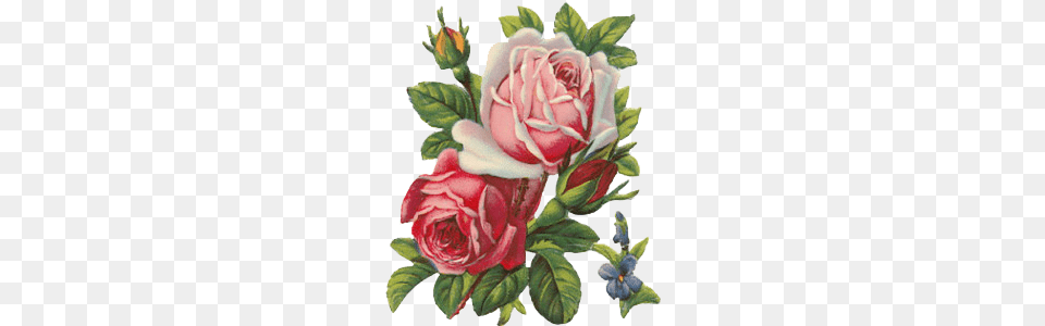 Vintage Rose, Flower, Plant, Pattern, Art Png Image