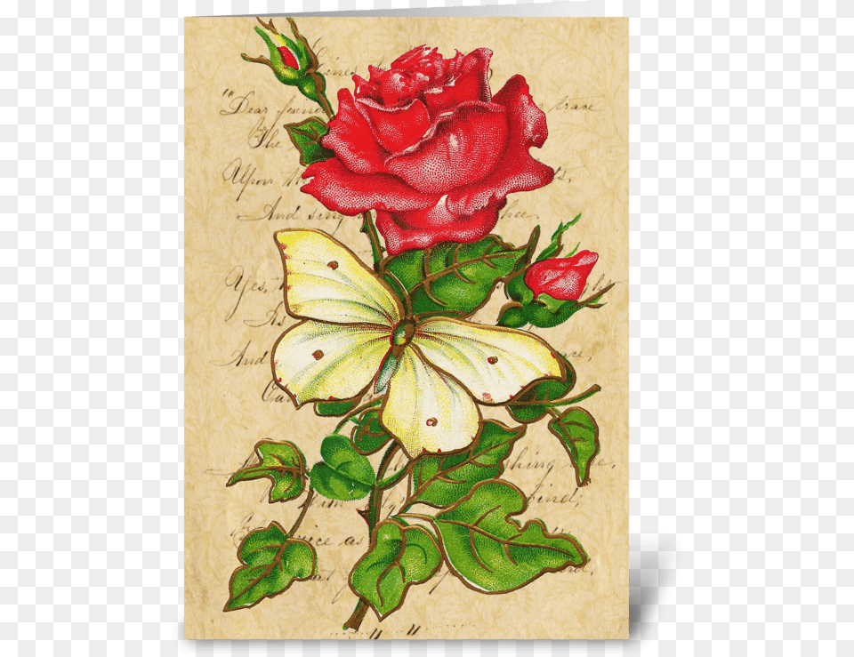Vintage Rose Amp Butterfly Greeting Card Rosen Und Schmetterlings Anmerkung Karte, Plant, Mail, Greeting Card, Flower Png Image
