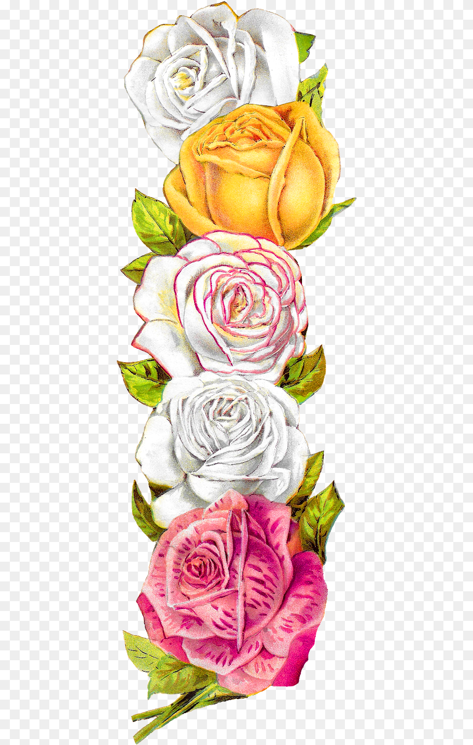 Vintage Rose Border, Flower, Flower Arrangement, Flower Bouquet, Plant Free Transparent Png