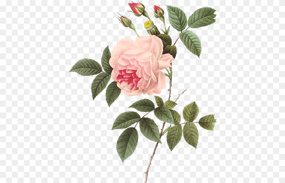 Vintage Rose Botanical Illustration Pierre Joseph Redoute Roses, Dahlia, Flower, Leaf, Plant Free Transparent Png