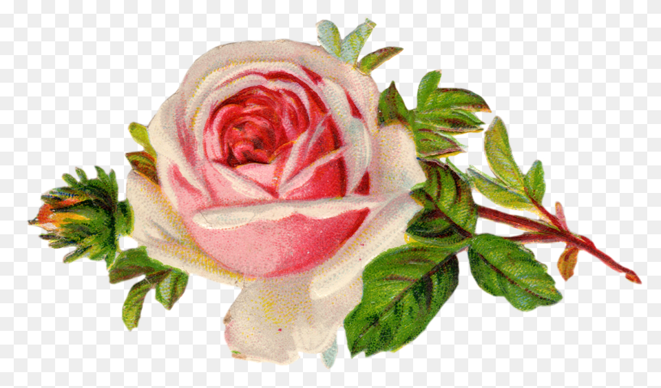 Vintage Rose Clip Art Mrp Flores Etiquetas, Flower, Plant Png