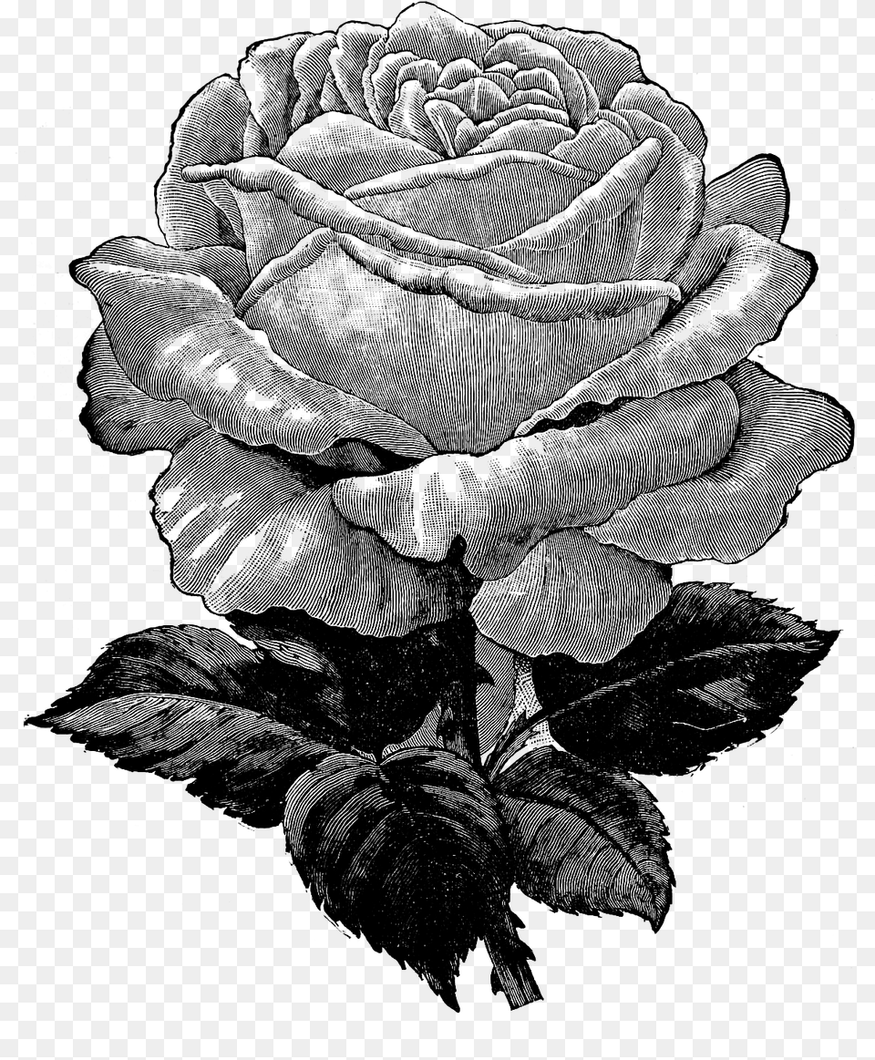 Vintage Rose Clipart Black And White Background, Gray Png
