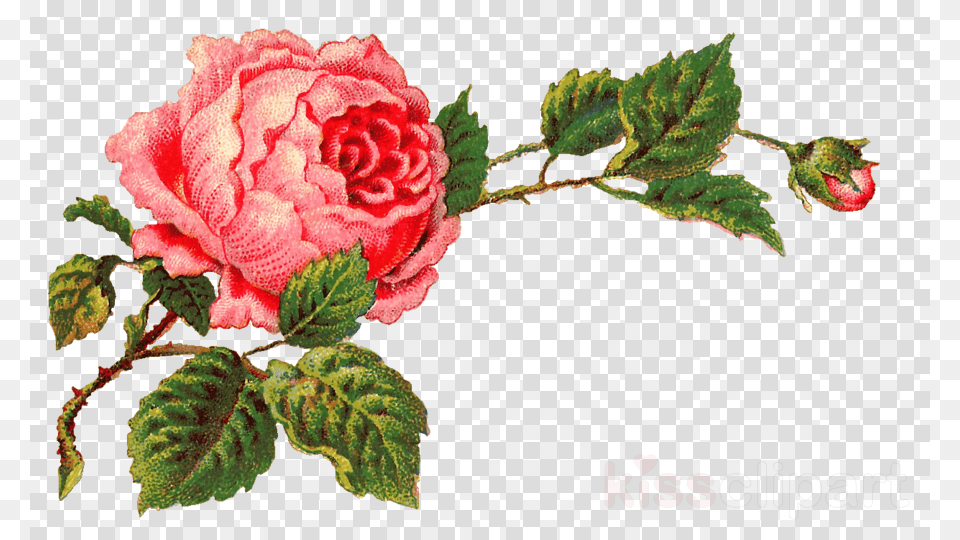 Vintage Rose Clipart Rose Clip Art Transparent Background Transparent Vintage Floral, Flower, Plant, Pattern, Animal Png