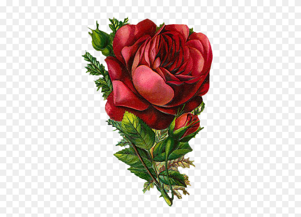 Vintage Rose Graphic, Flower, Plant, Art, Leaf Free Png