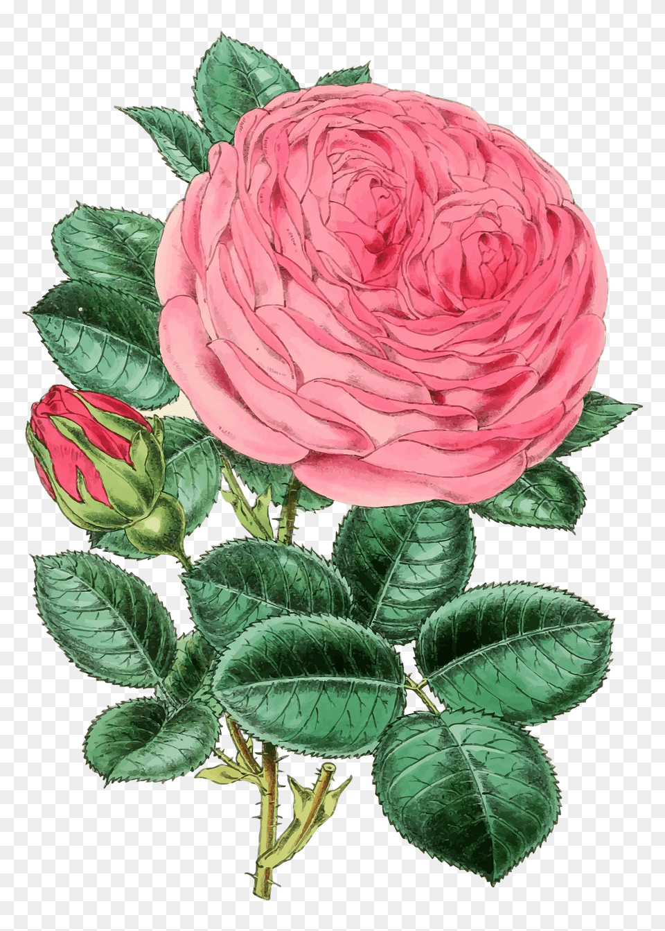 Vintage Rose Illustration 2 Clipart, Dahlia, Flower, Plant, Pattern Png Image