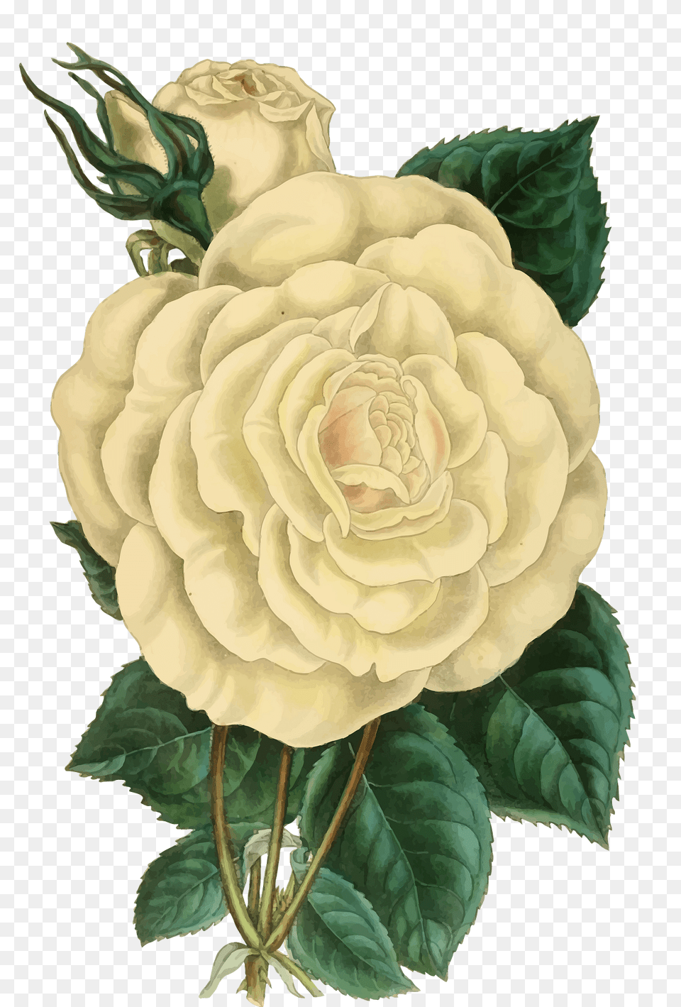 Vintage Rose Illustration Clipart, Art, Flower, Painting, Plant Free Transparent Png