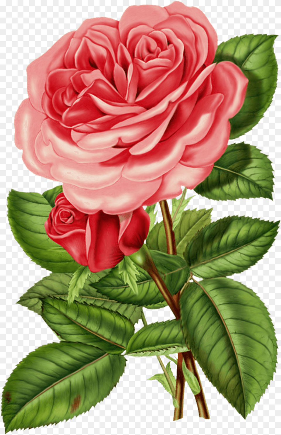 Vintage Rose Images Collection For Victorian Rose, Flower, Plant, Dahlia Free Transparent Png