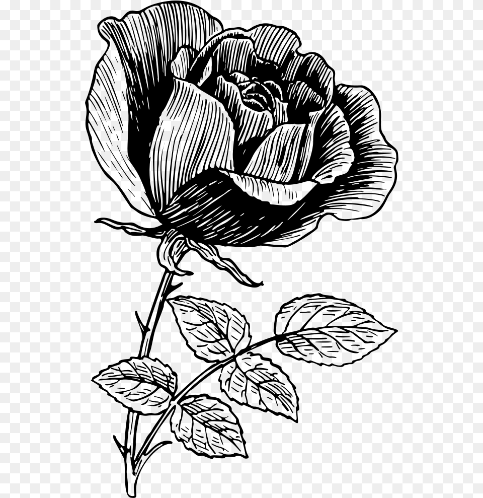 Vintage Rose Line Art Illustration, Gray Free Png Download