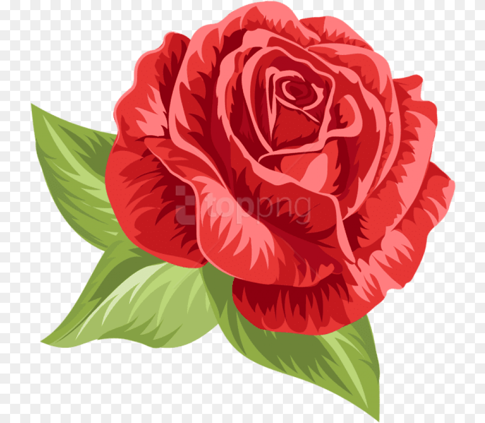 Vintage Rose Vintage Rose Illustration Roses, Flower, Plant Free Png