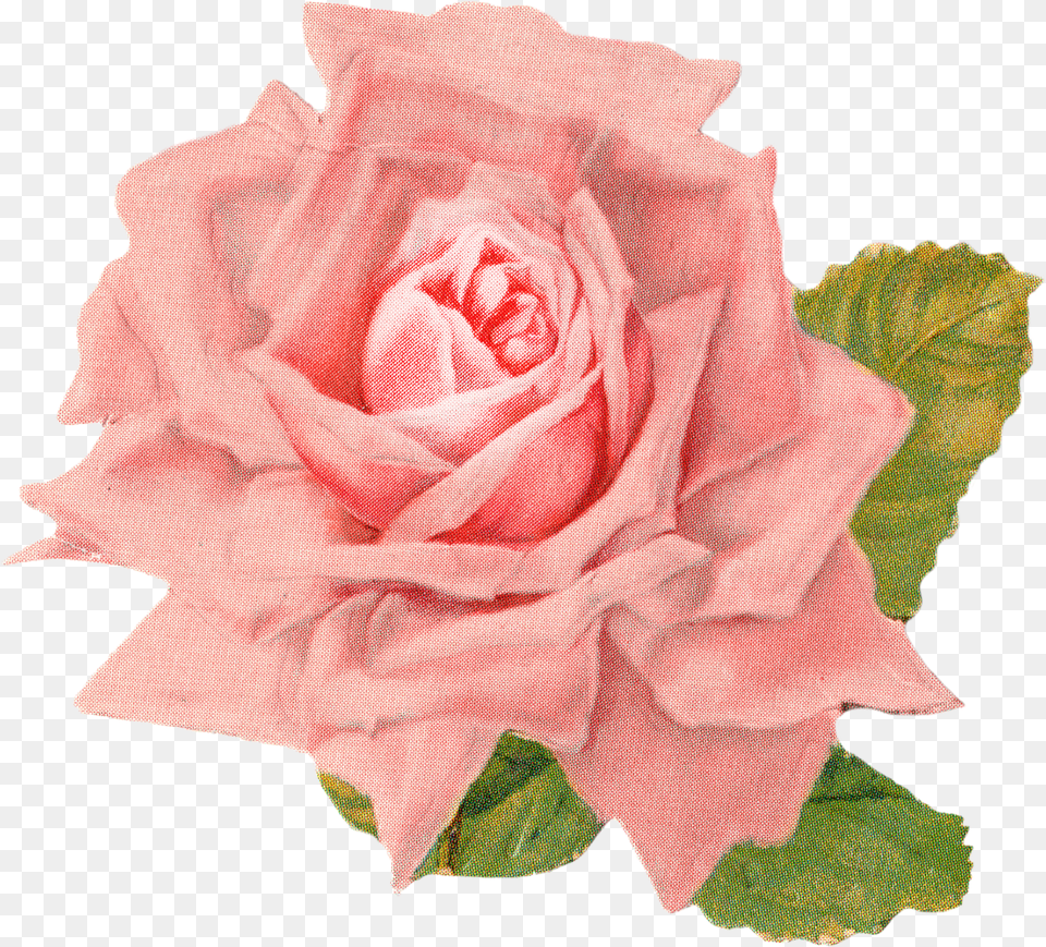 Vintage Rose Vintage Roses Clipart Free Png