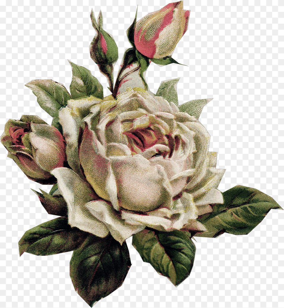 Vintage Rose Vintagerose Sticker By Katherinemslv Garden Roses, Plant, Flower, Flower Arrangement, Flower Bouquet Png