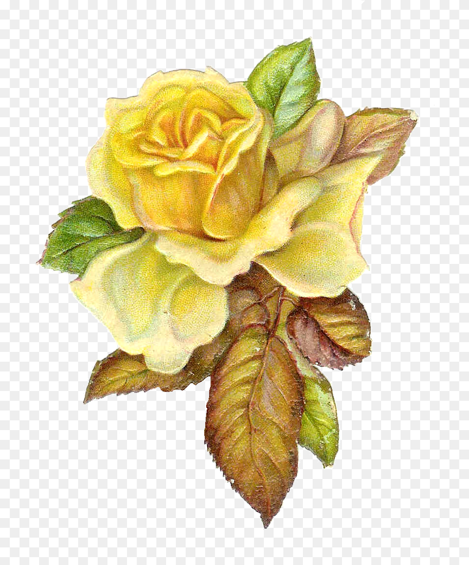 Vintage Roses, Flower, Leaf, Plant, Rose Png Image