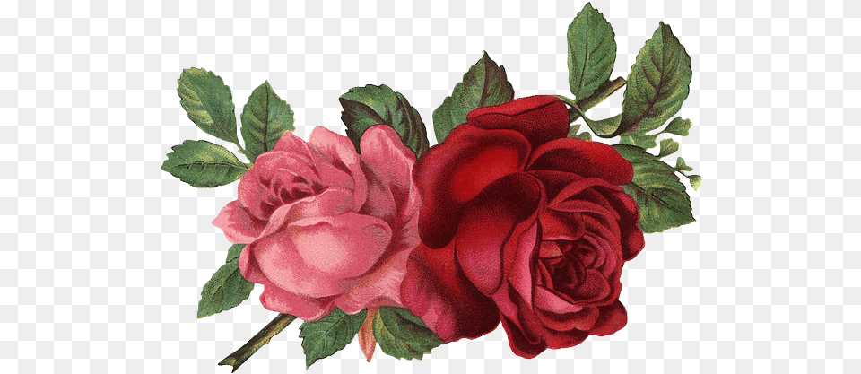 Vintage Roses, Flower, Plant, Rose Free Png