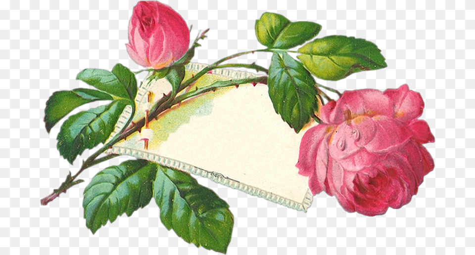 Vintage Roses En Frohe Pfingsten, Flower, Leaf, Plant, Rose Free Png