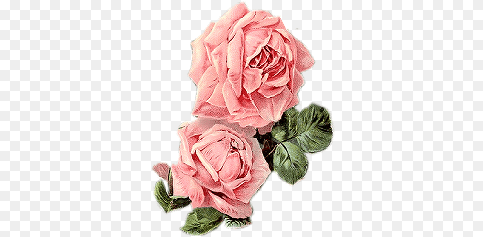 Vintage Roses Floral, Flower, Plant, Rose, Petal Png