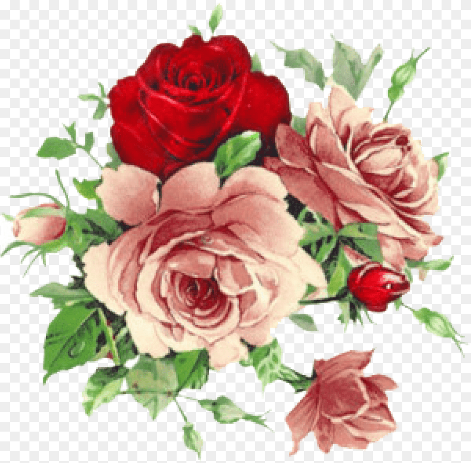 Vintage Roses Floral Old Rose, Plant, Flower, Flower Arrangement, Flower Bouquet Free Png