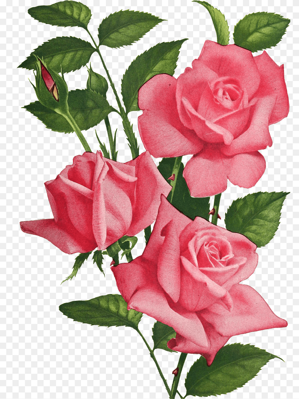 Vintage Roses Flowers Imgenes De Rosas Y Flores, Flower, Plant, Rose Free Png