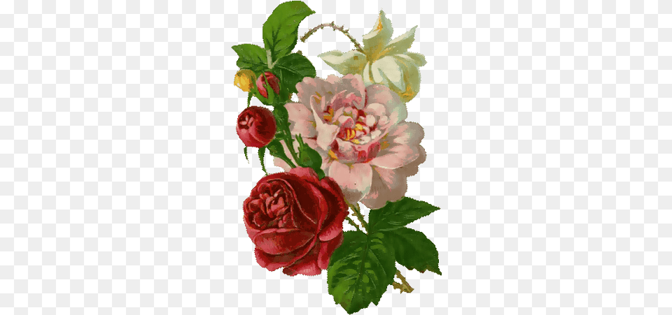 Vintage Roses For Scrap Rose Vintage Painted Flower, Plant, Flower Arrangement, Flower Bouquet, Pattern Free Png Download