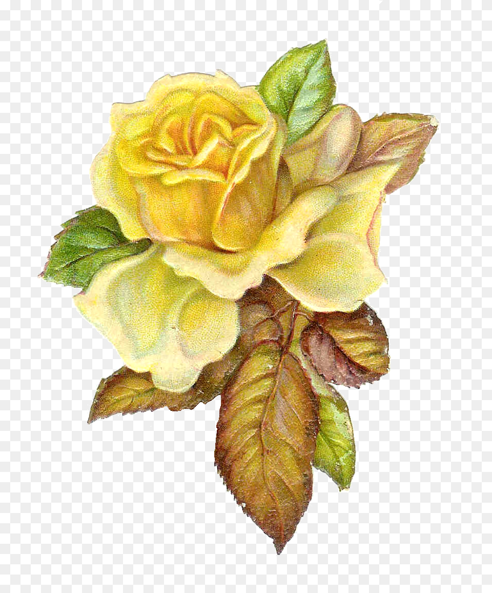 Vintage Roses Image Vintage Flower Yellow, Leaf, Plant, Rose, Petal Free Png