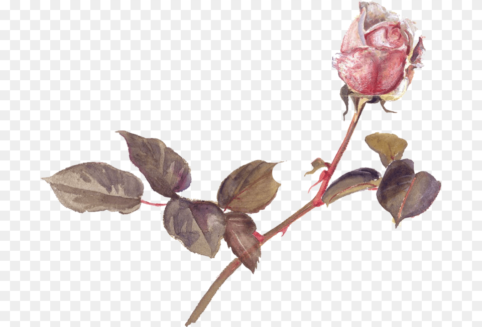 Vintage Roses Pinkrose Stems Thorns Pink Rosebud Beatrix Potter Botanical Illustrations, Bud, Flower, Leaf, Plant Free Png Download