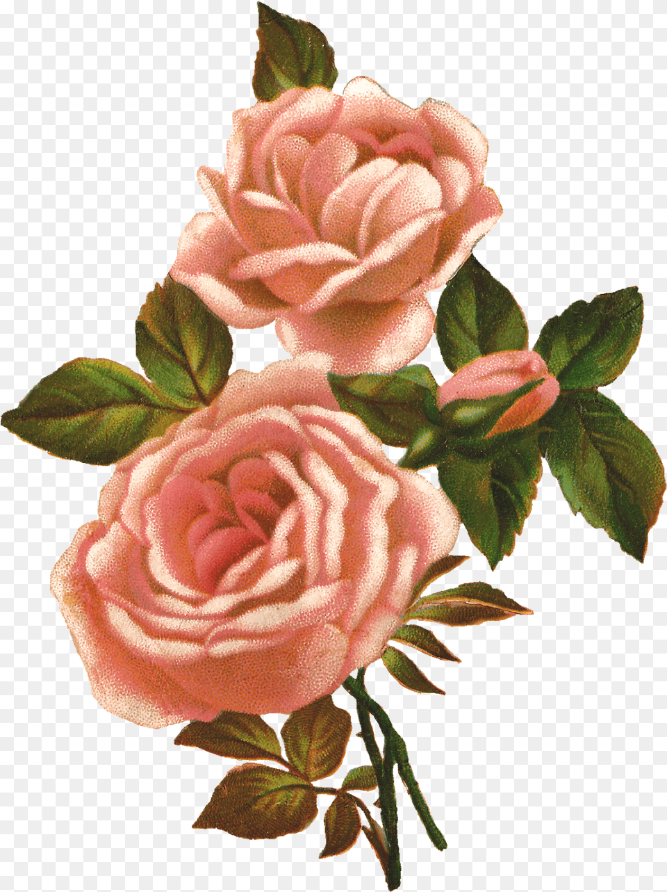 Vintage Roses Transparent Clipart Vintage Flowers Transparent Background, Flower, Plant, Rose Free Png Download
