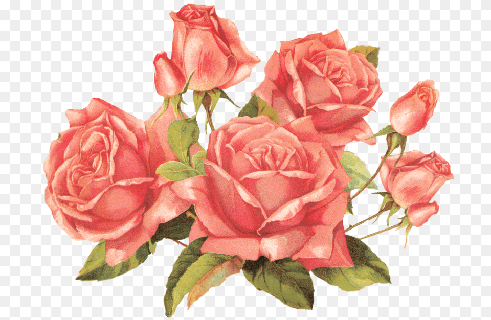 Vintage Roses Roses, Flower, Plant, Rose, Flower Arrangement Free Transparent Png