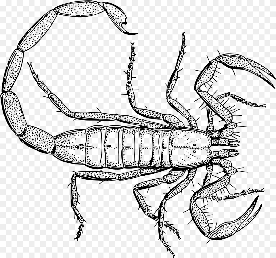 Vintage Scorpion Line Art My Family And Other Animals Drawings, Gray Png