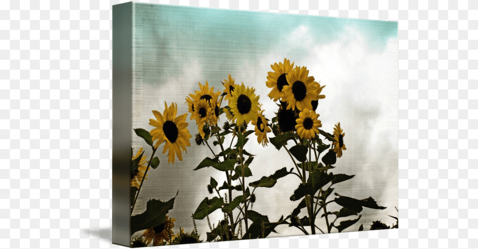 Vintage Sunflowers By Lisa Clear Common Sunflower, Flower, Plant, Daisy, Petal Free Transparent Png