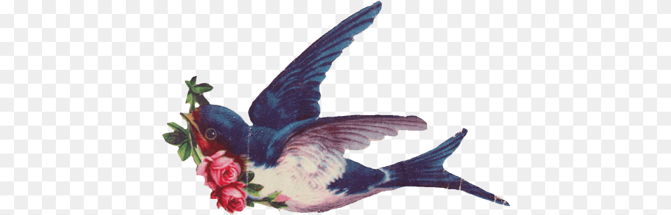 Vintage Swallows, Animal, Bird, Swallow, Fish Free Png Download