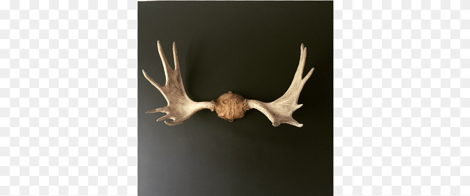 Vintage Swedish Moose Antlers Antler, Animal, Bird Png